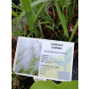Miskant chiński Memory - Miscanthus sinensis