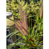 Rozplenica japońska Red Head - Pennisetum alopecuroides