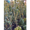 Bukszpan zawszezielony Rotundifolia-Buxus sempervirens