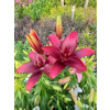 Lilia azjatycka Crimson Pixie-Lilium asiatic