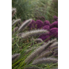 Rozplenica japońska National Arboretum - Pennisetum alopecuroides
