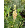 Orszelina olcholistna Clea-Clethera alnifolia
