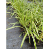 Turzyca japońska Gold Band-Carex morrowii