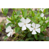 Barwinek pospolity Elisa - Vinca minor