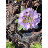 Pierwiosnek ząbkowany-Primula denticulata