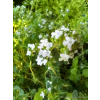 Tymianek pospolity - Thymus vulgaris