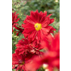 Złocień ogrodowy Duchess of Edinburgh - Chrysanthemum hybrida