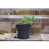 Jałowiec rozesłany Nana - Juniperus procumbens 0025