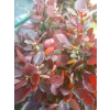 Berberys Thunberga Bagatelle-Berberis thunbergii