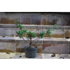 Jałowiec chiński Shimpaku - Juniperus chinensis 0088