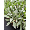 Smagliczka górska - Alyssum montanum