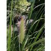 Rozplenica japońska Hameln - Pennisetum alopecuroides