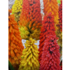 Trytoma groniasta-Kniphofia