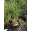 Przyostnia Lindheimera - Muhlenbergia Lindheimeri