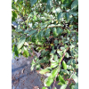 Śliwa tarnina-Prunus spinosa