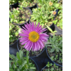 Aster alpejski różowy-Aster alpinus