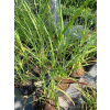 Miskant chiński Zebrinus-Miscanthus sinensis