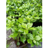 Runianka japońska Green Carpet - Pachysandra terminalis