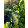 Eukomia wiązowata-Eucomia ulmoides