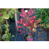Trzmielina oskrzydlona Rudy Haag-Euonymus alatus