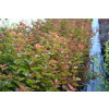 Pęcherznica kalinolistna Magic Ball - Physocarpus opulifolis