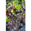 Pęcherznica kalinolistna Diabolo-Physocarpus opulifolius