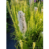 Liatria kłosowa biała-Liatris spicata