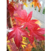 Klon palmowy-Acer palmatum