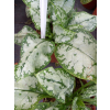 Miodunka-Pulmonaria Moonshine