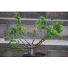 Jałowiec chiński Shimpaku - Juniperus chinensis 0085