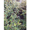 Irga okrywowa-Cotoneaster