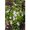 Barwinek pospolity Alba - Vinca minor
