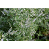Mięta ananasowa-Mentha rotundifolia