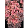 Rozchodnik ogrodowy Globe Pink - Sedum hybridum