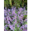 Kocimiętka Fassena Purrsian Blue - Nepeta faassenii