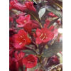 Krzewuszka cudowna Black Ruby-Weigela florida