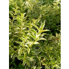 Żylistek wysmukły Marmorata-Deutzia gracilis