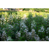 Hortensja bukietowa Pee Wee - Hydrangea paniculata