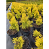 Żywotnik zachodni Maria-Thuja occidentalis