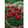 Piwonia chińska Eliza Lundy - Paeonia lactiflora