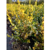 Bukszpan drobnolistny Faulkner-Buxus microphylla