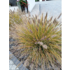 Rozplenica japońska Hameln - Pennisetum alopecuroides
