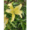 Lilia azjatycka Bright Pixie-Lilium asiatic