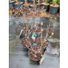 Fotergilla olszolistna Suzanne-Fothergilla gardenii
