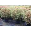 Żywotnik zachodni Mr Bowling Ball - Thuja occidentalis
