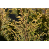 Jałowiec pospolity Suecica Aurea-Juniperus communis