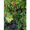 Ognik Orange Glow-Pyracantha