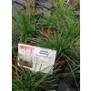 Śmiałek darniowy Goldtau - Deschampsia cespitosa