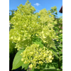 Hortensja bukietowa Limelight-Hydrangea paniculata