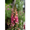 Naparstnica Digiplexis Berry Canary PBR - Digitalis hybrida